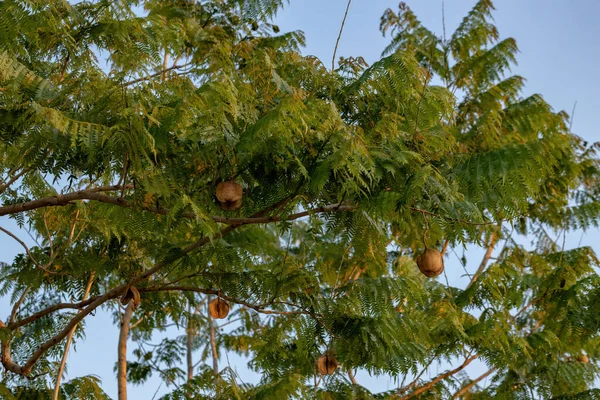 Árbol Jacaranda Azul Frutos Especie Jacaranda Mimosifolia — Foto de Stock