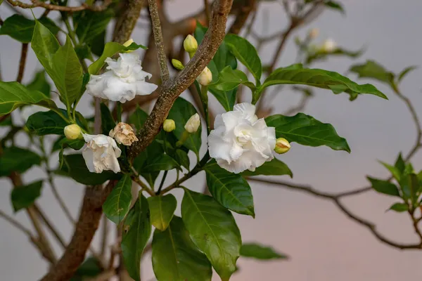 Gelsomino Crespato Con Fiore Della Specie Tabernaemontana Divaricata — Foto Stock