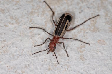 Epicauta cinsinin Yanan Yetişkin Böceği