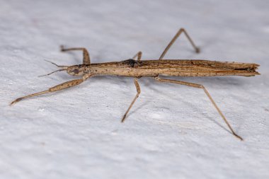 Altfamilya Stenopodainae 'den Yetişkin Suikastçi Böceği