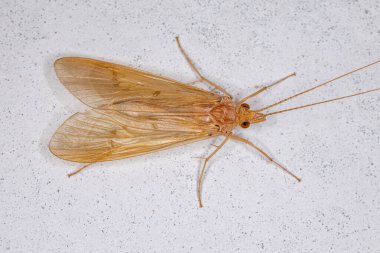 Leptonema cinsinden Yetişkin Yeşil Caddisfly