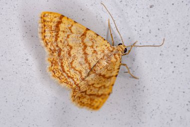 Alt Aile Adaylığının Yetişkin Jeometre Güvesi