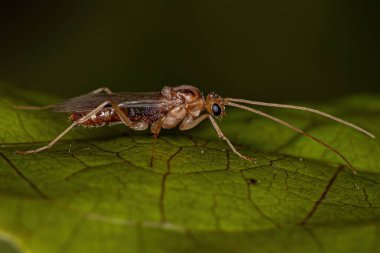 Yetişkin Kanatlı Erkek Tuzak Çene Karınca Odontomachus Tipi