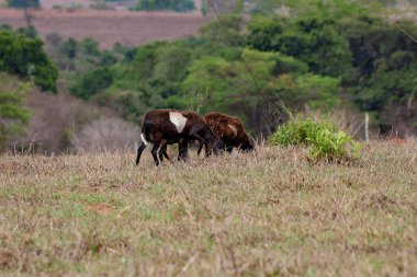Çayırda bir grup yetişkin koyunu.
