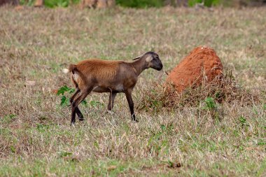 Yetişkin koyunları otlakta yapayalnız.
