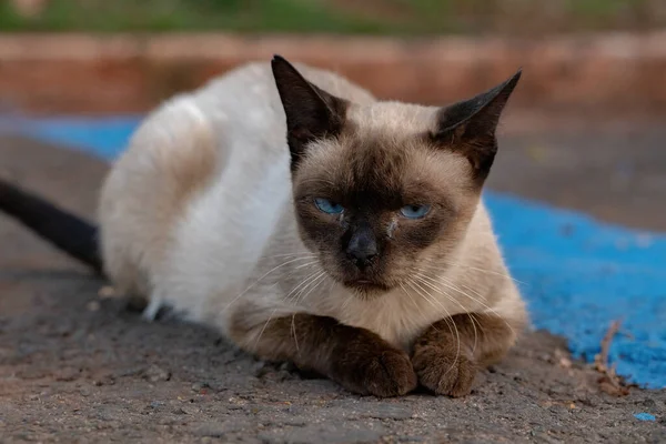 Domácí Siamská Kočka Opuštěná Hřbitově Selektivním Zaměřením — Stock fotografie