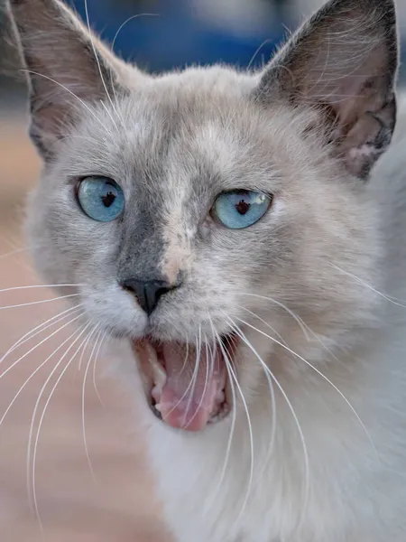 Branco Gato Doméstico Feral Abandonado Cemitério Com Foco Seletivo — Fotografia de Stock