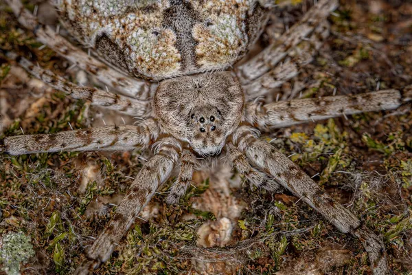 Adult Longspinneret Spider Family Hersiliidae — Stock Photo, Image