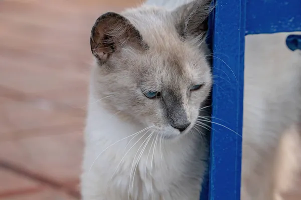 Bílá Kočka Domácí Opuštěná Hřbitově Selektivním Zaměřením — Stock fotografie