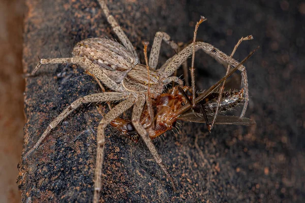 Dospělí Běžící Samice Krabí Pavouk Čeledi Philodromidae Lovící Dospělého Tesaře — Stock fotografie
