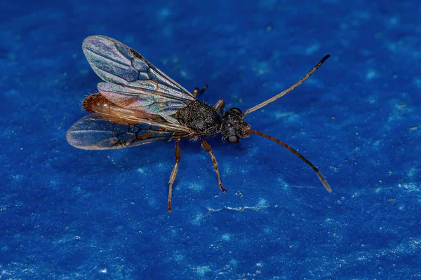 Erwachsene Geflügelte Männliche Ameise Der Familie Formicidae — Stockfoto