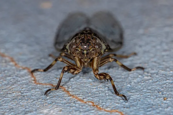 Cicada Típica Adulta Tribo Fidicinini — Fotografia de Stock