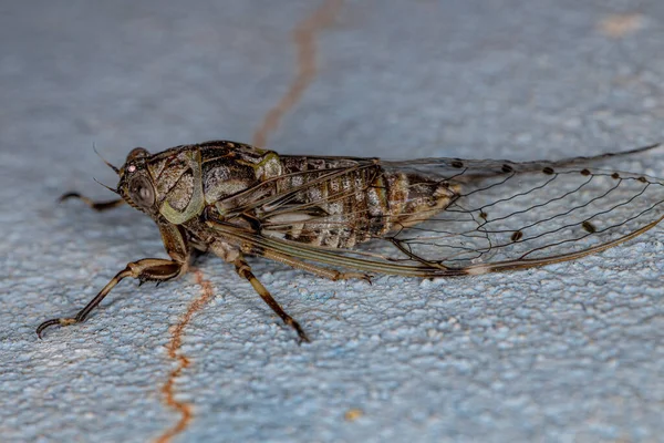 Cicada Típica Adulta Tribo Fidicinini — Fotografia de Stock