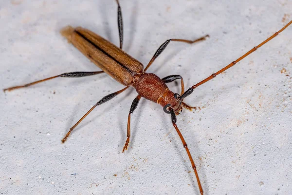 Adulto Escarabajo Longhorn Típico Familia Cerambycidae — Foto de Stock