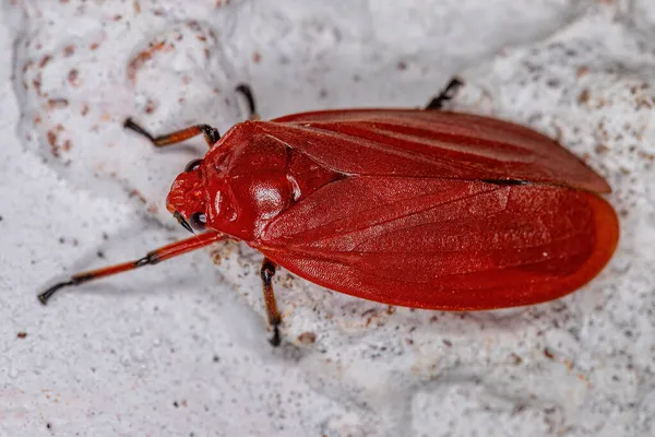 Dospělý Červený Žabožrout Hmyz Čeledi Cercopidae — Stock fotografie