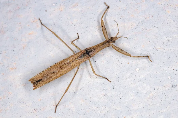 Stenopodainae亚科的成年刺虫 — 图库照片