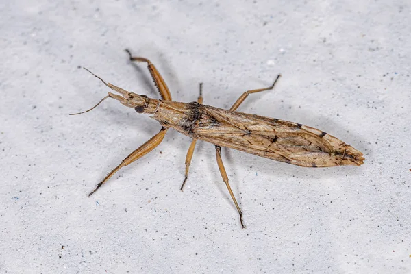 Stenopodainae亚科的成年刺虫 — 图库照片