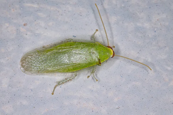 Barata Gigante Verde Gênero Panchlora — Fotografia de Stock