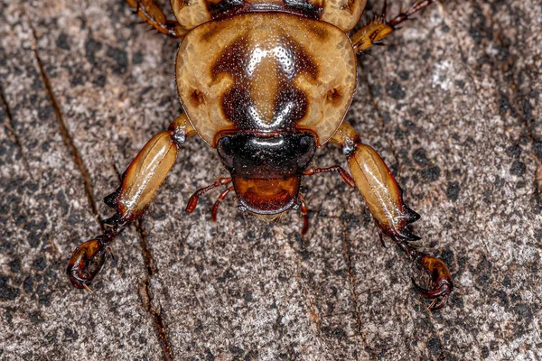 Vuxna Noshörningsskalbaggar Underfamiljen Dynastinae — Stockfoto