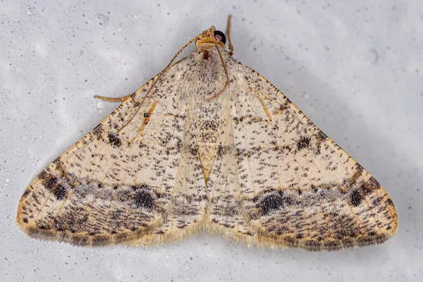 Polilla Geométrica Adulta Subfamilia Ennominae — Foto de Stock