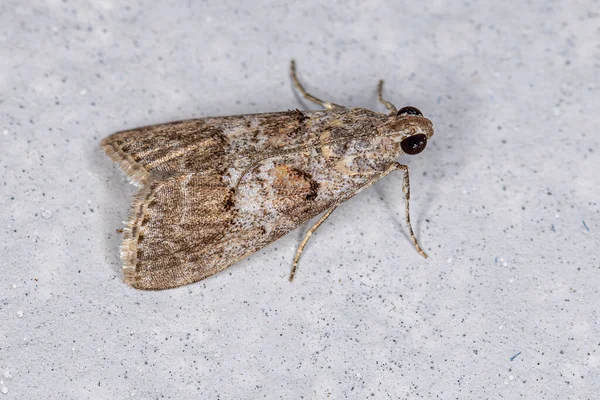 Ενηλίκων Pyralid Snout Moth Της Οικογένειας Pyralidae — Φωτογραφία Αρχείου