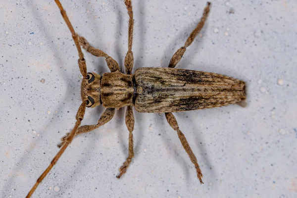 Cerambycidae Családba Tartozó Kifejlett Tipikus Hosszúszarvú Bogár — Stock Fotó