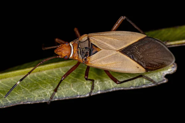 Adult Cotton Stainer Bug Släktet Dysdercus — Stockfoto