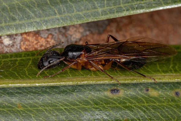 Hembra Adulta Carpintero Reina Hormiga Del Género Camponotus —  Fotos de Stock
