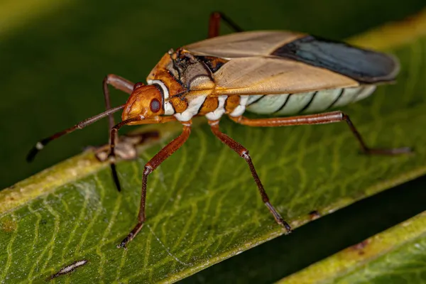 Adult Cotton Roestvrij Insect Van Het Geslacht Dysdercus — Stockfoto