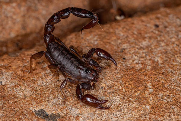 Adult Black Scorpion Genus Bothriurus — Stock Photo, Image
