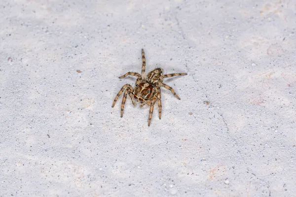 Pequena Aranha Salto Pantropical Espécie Plexippus Paykulli — Fotografia de Stock