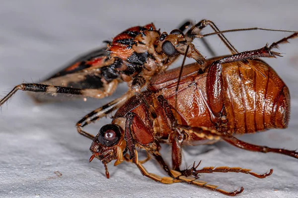 Ενηλίκων Assassin Bug Της Οικογένειας Reduviidae Θηρεύονται Ένα Σκαραβαίο — Φωτογραφία Αρχείου