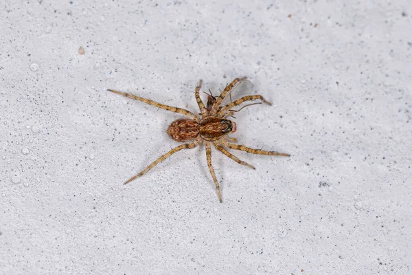 Small Wolf Spider of the Family Lycosidae preying on a insect
