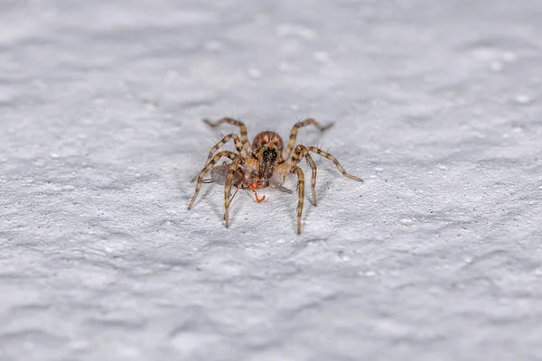 Lycosidae Ailesinin Küçük Kurt Örümceği Bir Böceği Avlıyor — Stok fotoğraf