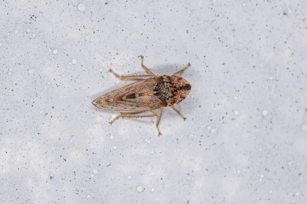 成虫科的成虫头的扁平叶蚤 — 图库照片
