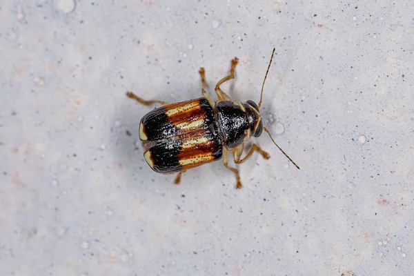 Adult Case Bearing Leaf Beetle Subfamily Cryptocephalinae — Stock Photo, Image