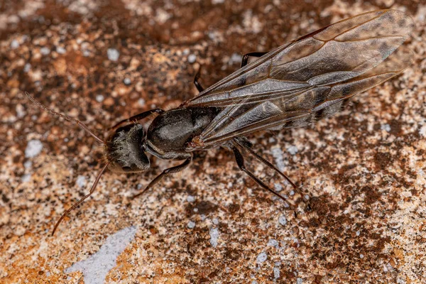 Ausgewachsene Zimmermannskönigin Ameise Der Gattung Camponotus — Stockfoto