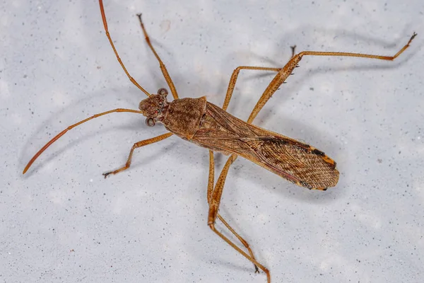 Adult Broad Headed Bug Subfamily Alydinae — Stock Photo, Image
