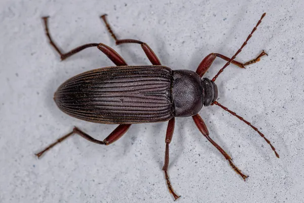 Escarabajo Oscuro Tribu Alleculini — Foto de Stock