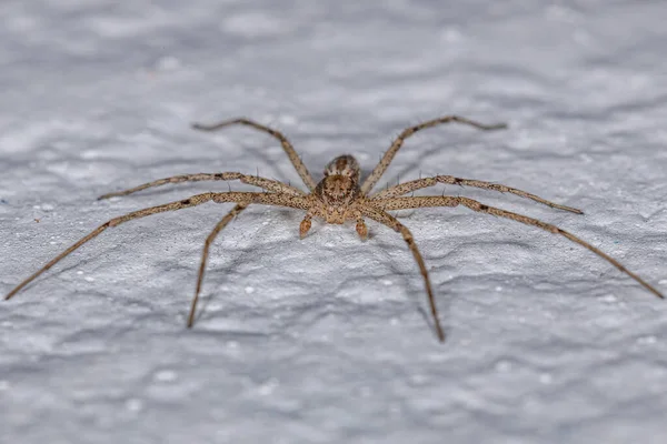 Homem Adulto Correndo Caranguejo Aranha Família Philodromidae — Fotografia de Stock