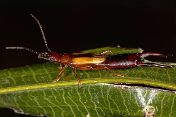 Adult Common Earwig Family Forficulidae — стокове фото