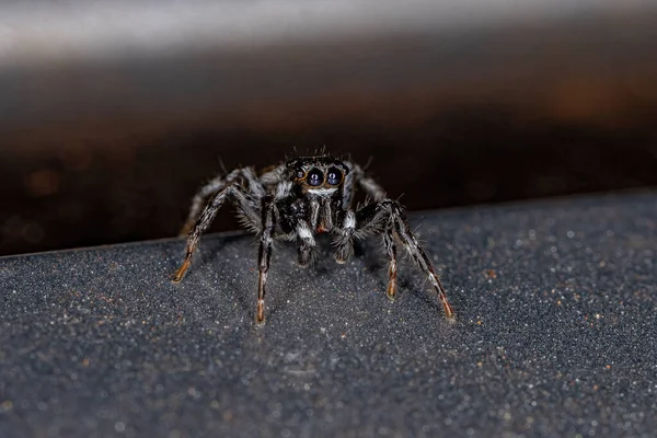 Adult Male Jumping Spider Genus Pachomius — Stock Photo, Image