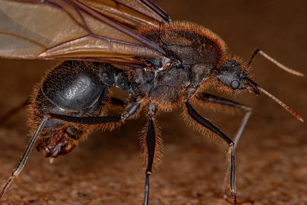 Adulte Männliche Geflügelte Atta Blattschneider Ameise Der Gattung Atta — Stockfoto