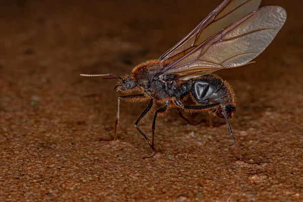 Adult Male Winged Atta Leaf Κόφτης Μυρμηγκιών Του Genus Atta — Φωτογραφία Αρχείου