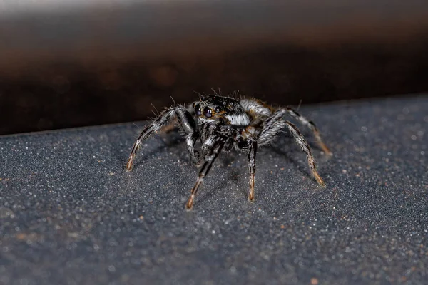 Ausgewachsene Männliche Springspinne Der Gattung Pachomius — Stockfoto