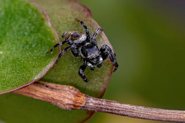 Masculino Adulto Saltando Araña Del Género Pachomius —  Fotos de Stock