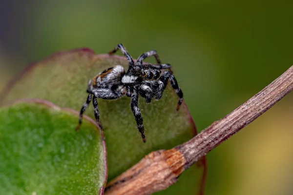 Dospělý Skákající Pavouk Rodu Pachomius — Stock fotografie