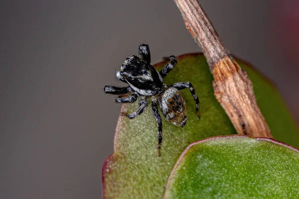 Ausgewachsene Männliche Springspinne Der Gattung Pachomius — Stockfoto