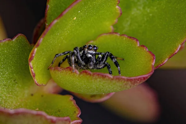 Adult Male Jumping Spider Genus Pachomius — Stock Photo, Image