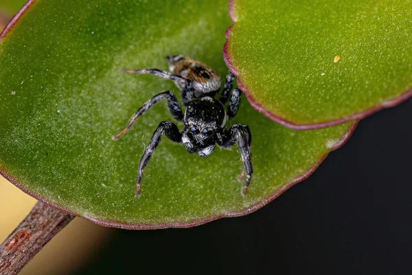 Ausgewachsene Männliche Springspinne Der Gattung Pachomius — Stockfoto